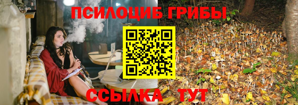Псилоцибиновые грибы Psilocybe Щёлково